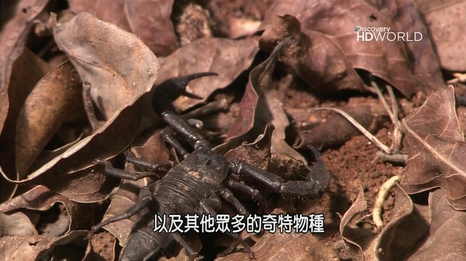 Discovery HD 探索频道高清
